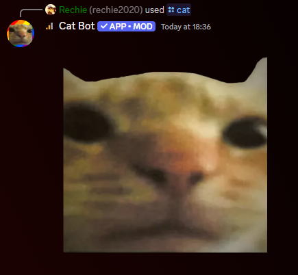 cat.png