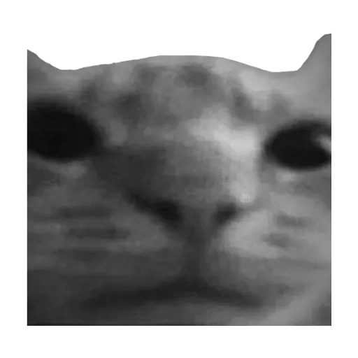 good_stare.webp