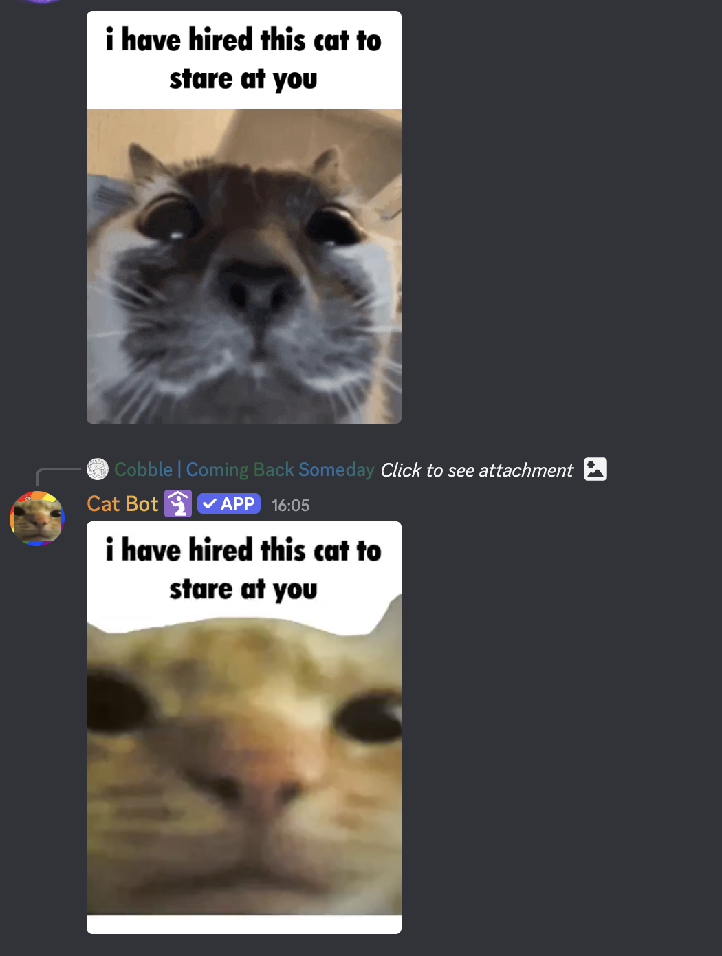 i_have_hired_this_cat_to_stare_at_you.png