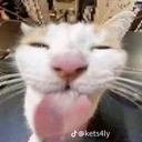 sillycat.png